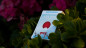 Preview: Sakura V2 - Pokerdeck
