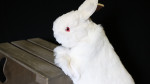 Handpuppe Hase - Rabbit Hand Puppet by Magic Masters